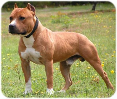 voici jeff mon chien adoré